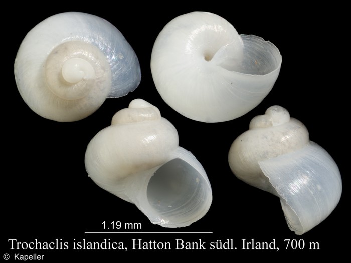 Trochaclis islandica Trochaclis islandica