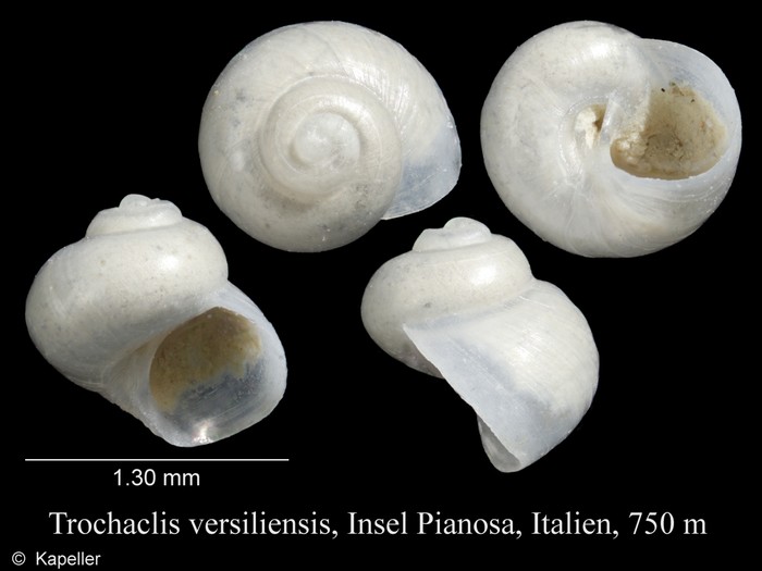 Trochaclis versiliensis Trochaclis versiliensis