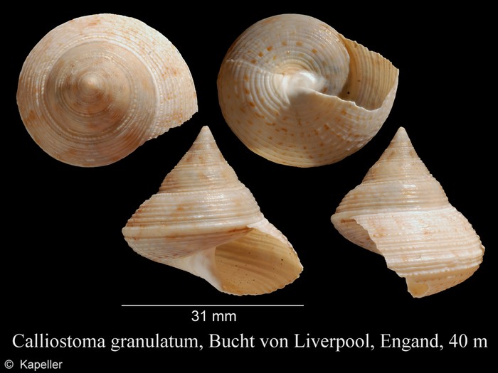 Calliostoma granulatum