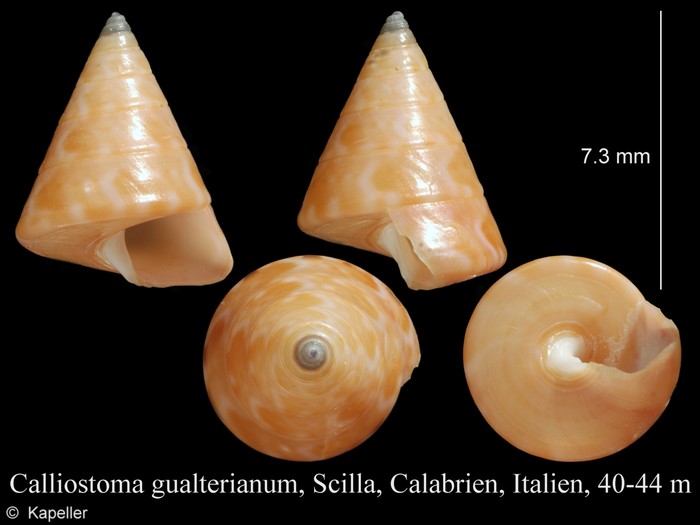 Calliostoma gualterianum