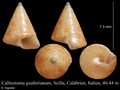 Mollusca (molluscs)