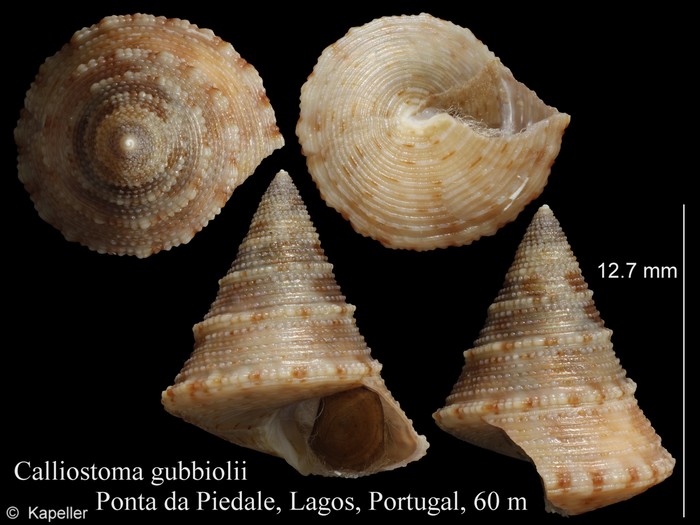 Calliostoma gubbiolii Calliostoma gubbiolii