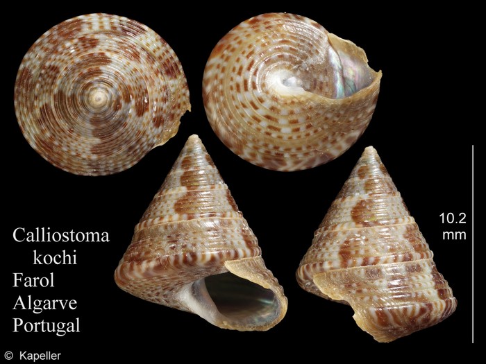 Calliostoma kochi