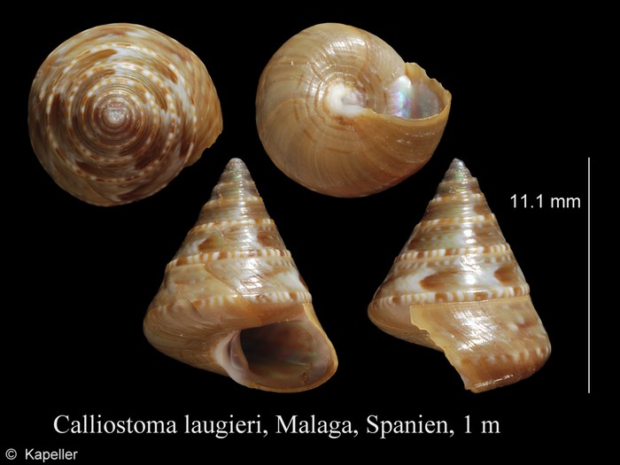 Calliostoma laugieri