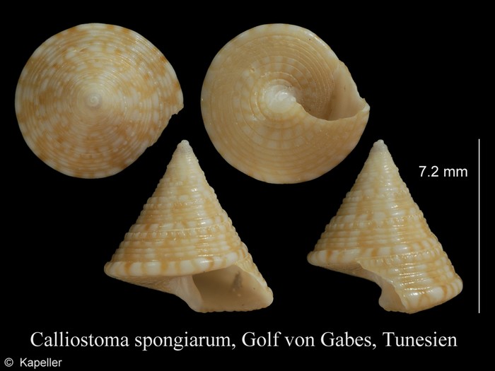 Calliostoma laugieri