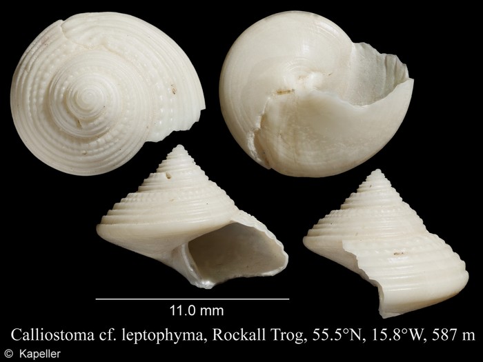 Calliostoma leptophyma Calliostoma leptophyma
