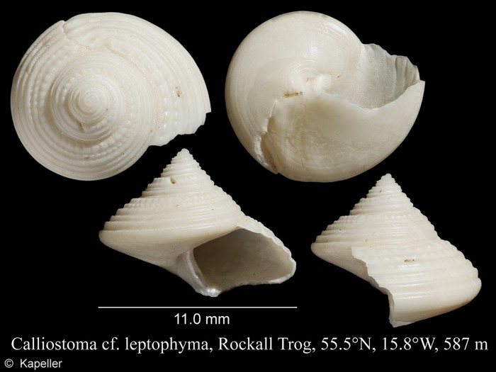 Calliostoma leptophyma