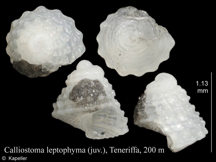 Calliostoma leptophyma Calliostoma leptophyma