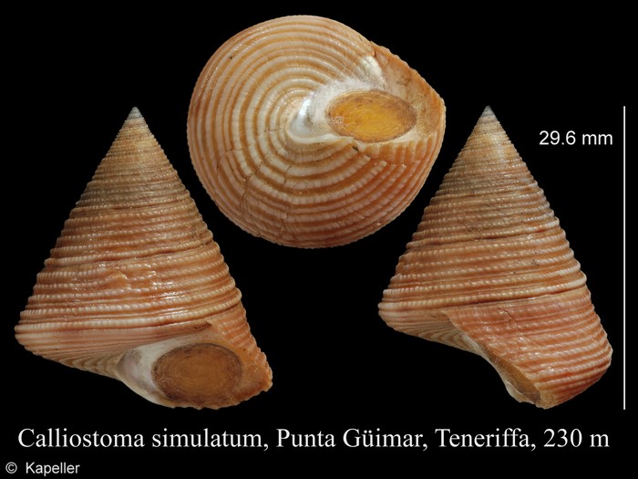 Calliostoma simulatum