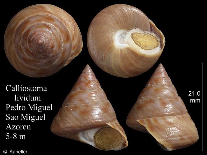 Calliostoma lividum