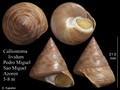 Mollusca (molluscs)