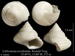 Calliostoma occidentale