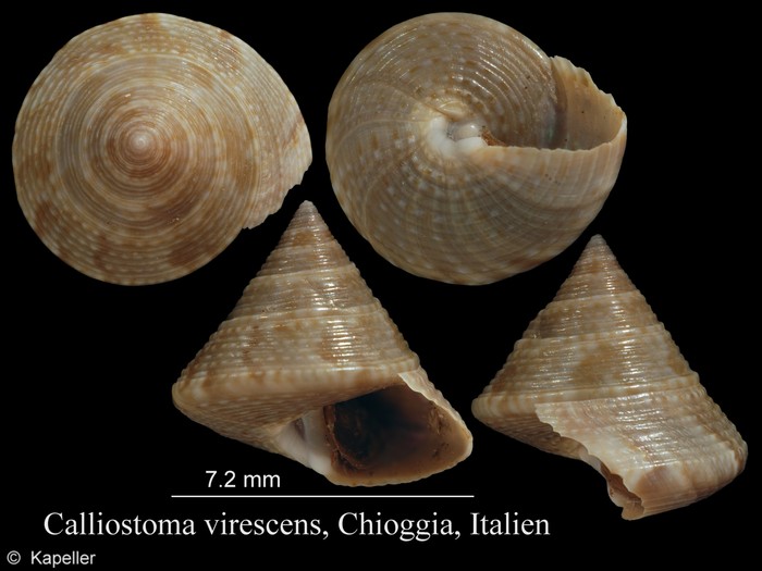 Calliostoma virescens