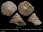 Calliostoma zizyphinum
