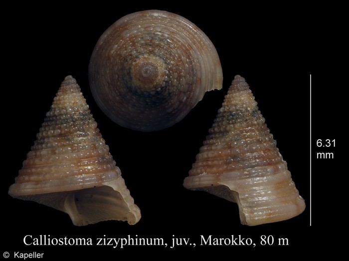 Calliostoma zizyphinum