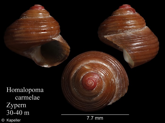 Homalopoma carmelae Homalopoma carmelae