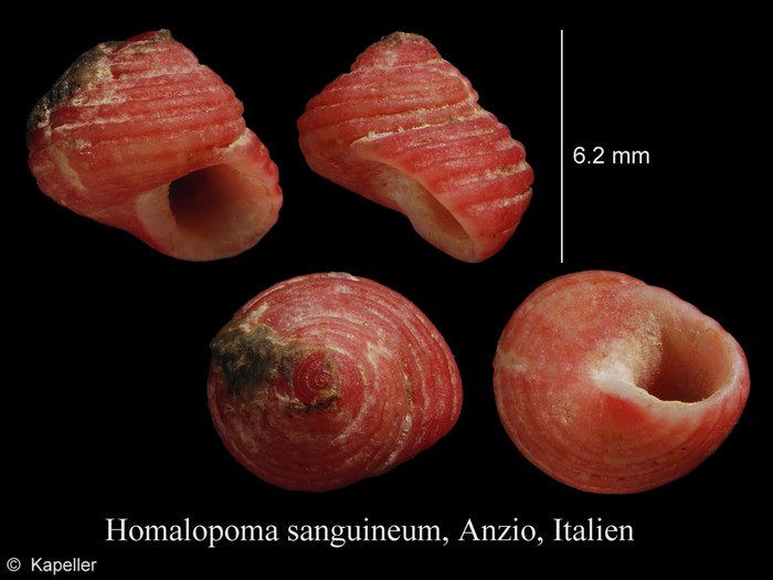 Homalopoma sanguineum