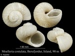 Moelleria costulata