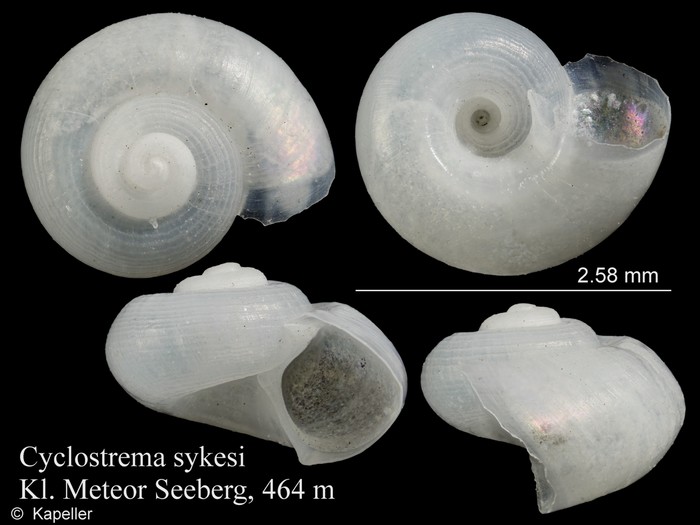 Cyclostrema sykesi Cyclostrema sykesi