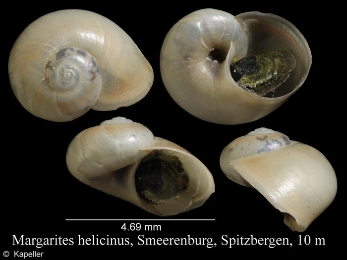 Margarites helicinus