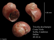 Tricolia deschampsi