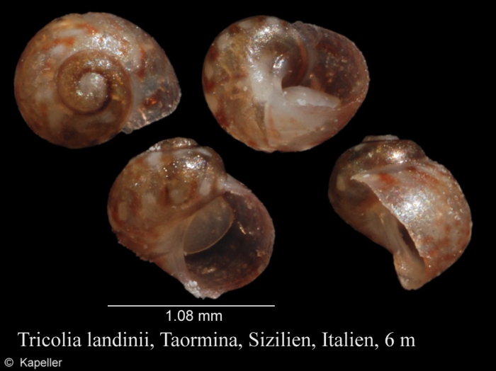 Tricolia landinii Tricolia landinii