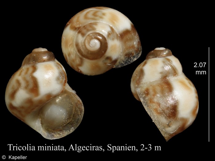 Tricolia miniata