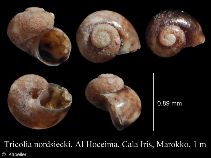 Tricolia nordsiecki