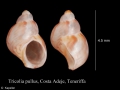 Mollusca (molluscs)