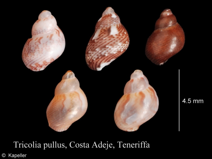 Tricolia pullus