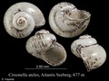 Mollusca (molluscs)