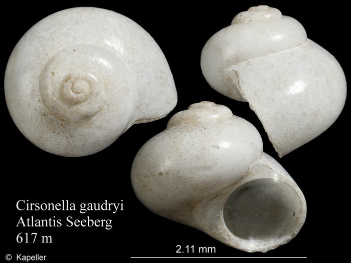 Cirsonella gaudryi Cirsonella gaudryi