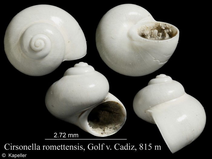 Cirsonella romettensis