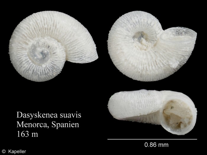 Dasyskenea suavis