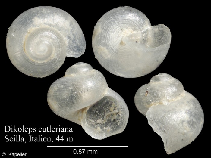 Dikoleps cutleriana