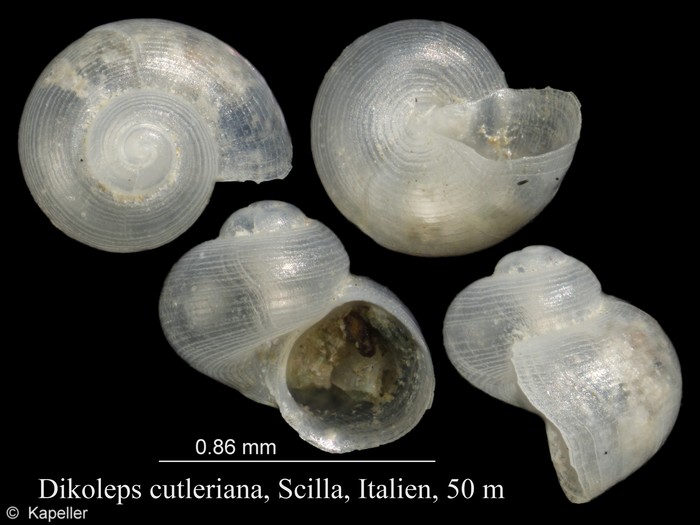 Dikoleps cutleriana