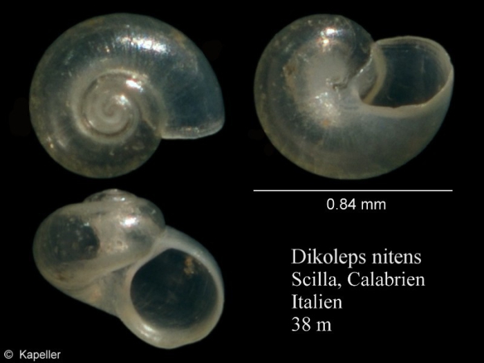 Dikoleps nitens