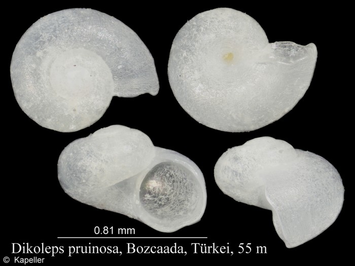 Dikoleps pruinosa