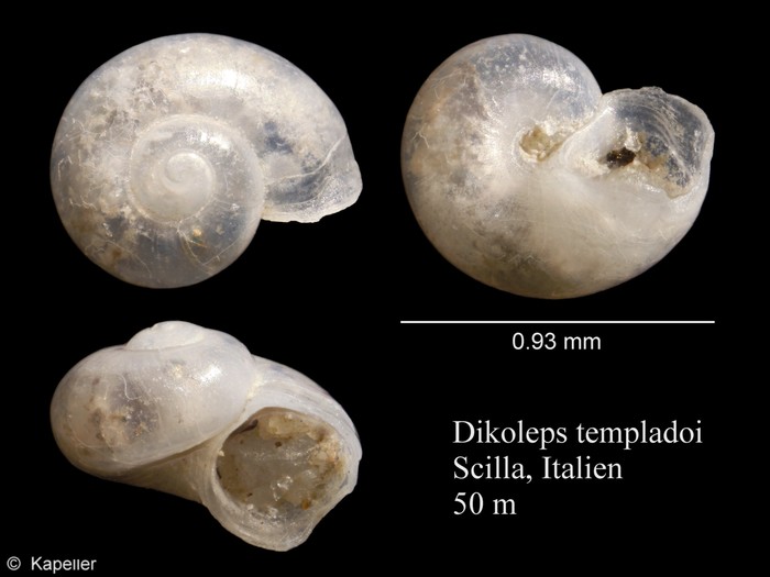 Dikoleps templadoi Dikoleps templadoi