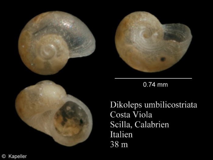 Dikoleps umbilicostriata