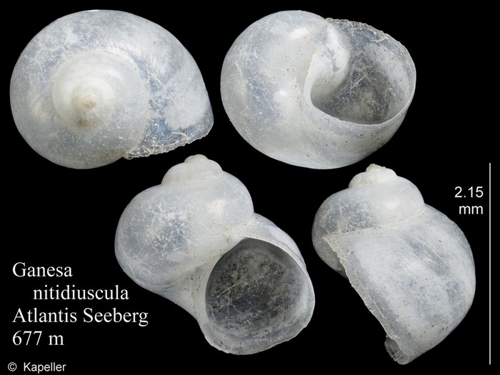 Ganesa nitidiuscula Ganesa nitidiuscula