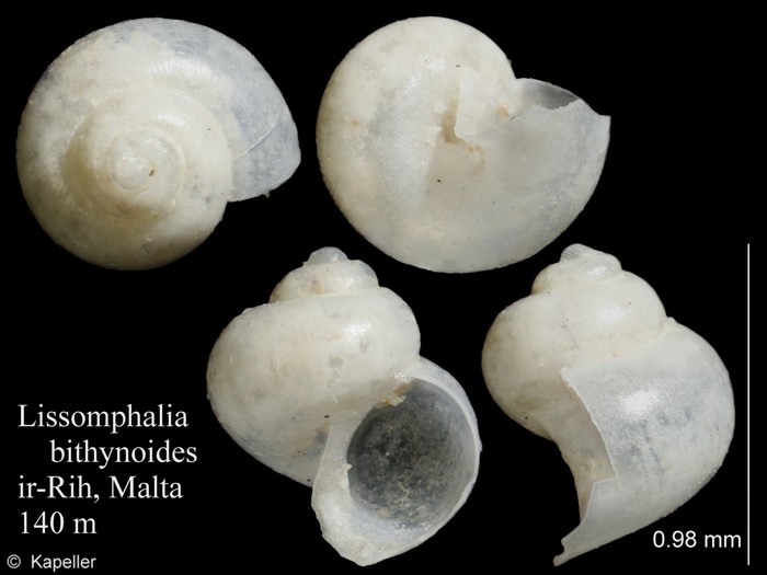 Lissomphalia bithynoides