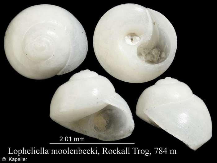 Lopheliella moolenbeeki Lopheliella moolenbeeki