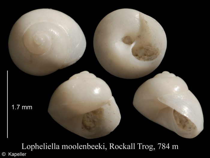 Lopheliella moolenbeeki