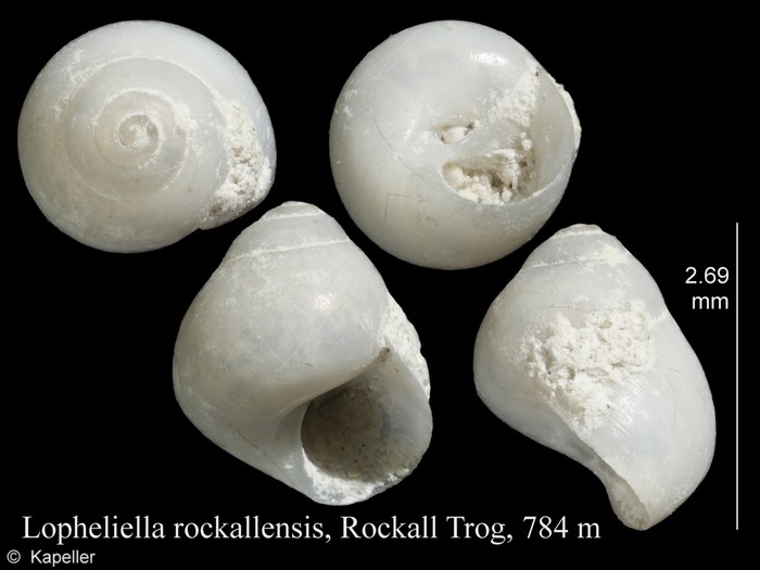 Lopheliella rockallensis