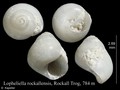 Mollusca (molluscs)