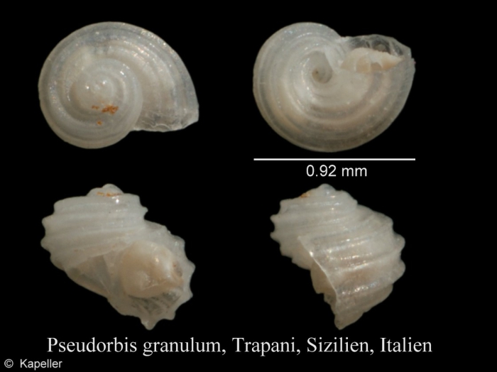 Pseudorbis granulum