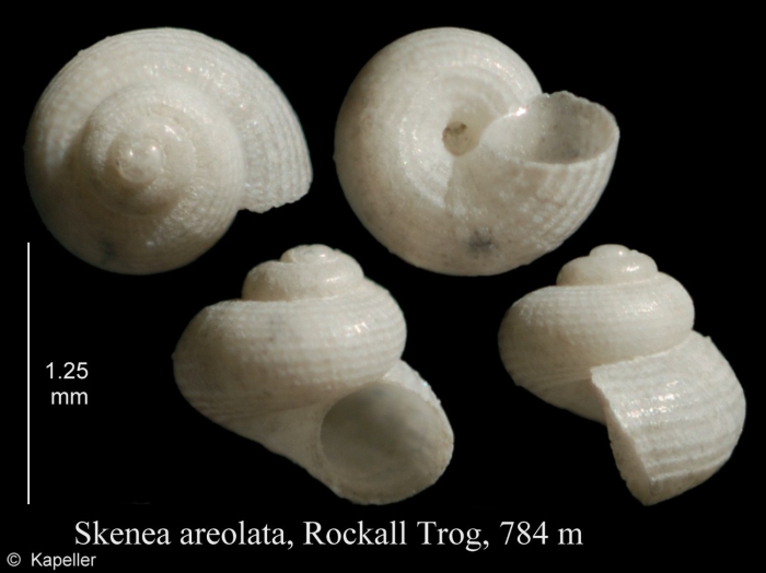 Skenea areolata Skenea areolata