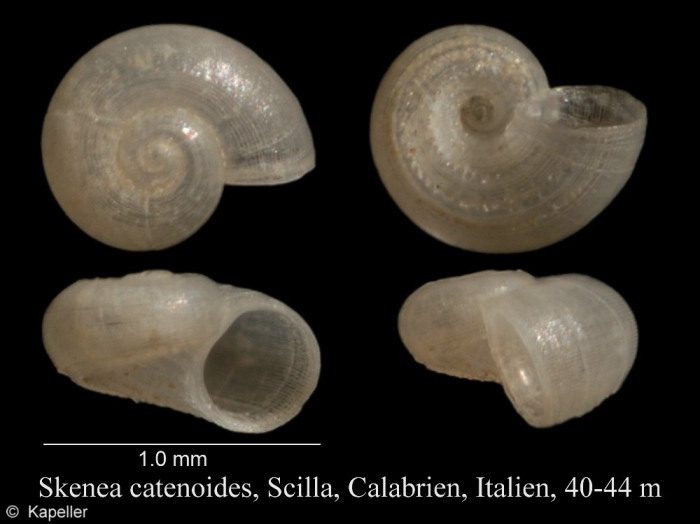 Skenea catenoides