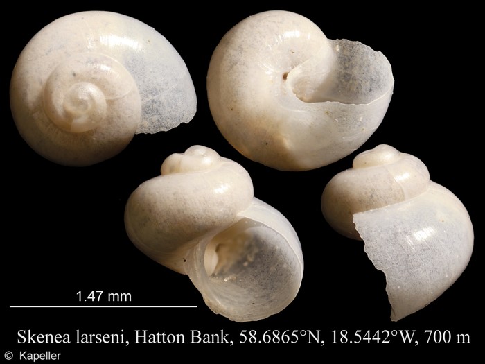 Skenea larseni Skenea larseni